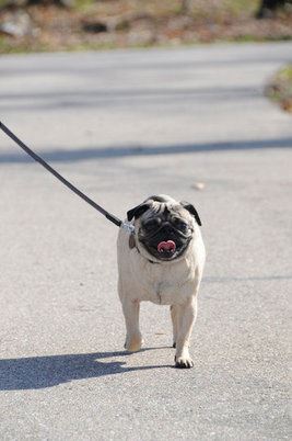 Dog Being Walked